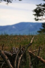 firewood in the forest