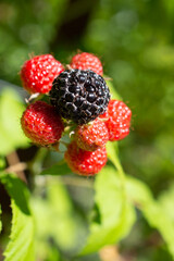 Bunch of Black Raspberries growing on the bush. Good copy space provided by bokeh in background. Vertical 