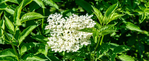 flowers in the garden