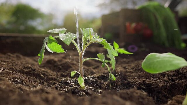 Close up of fresh planted tomato cuttlings gets watered shot in 4k super slow motion
