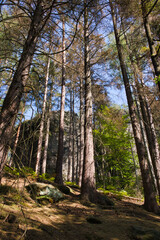 Baum am Wanderweg, Weg im Wald, Sächsische Schweiz, Elbsandsteingebirge, Sachsen, Deutschland