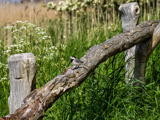Nature Conservation Area Geltinger Birk at Springtime, Northern Germany