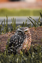 Small brown owl in grass field, closed shots