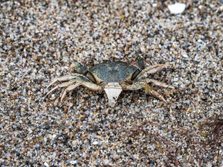 Baltic sea Crab at Nature Conservation Area Geltinger Birk at Springtime, Northern Germany