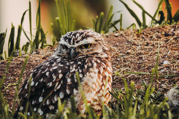 Small brown owl in grass field, closed shots