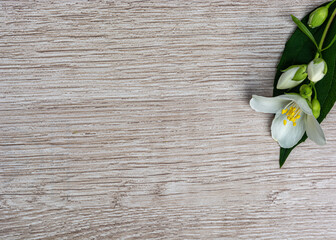 a sprig of jasmine flowers on a wooden background copy space