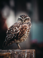 Small brown owl in grass field, closed shots