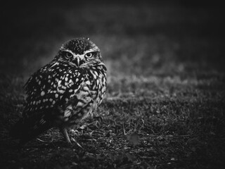 small brown owl in grass field, closed shots, black and white