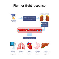 stress response. hormone Cortisol and Adrenalin