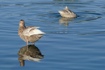 A funny shot of a couple of ducks, one hidden and another one looking for him.