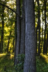 trees in the forest