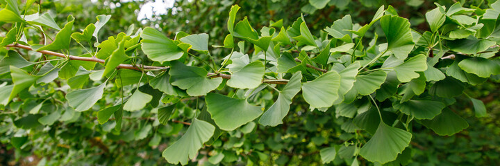 Gingko tree leaves