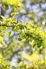 green leaves on a sunny day