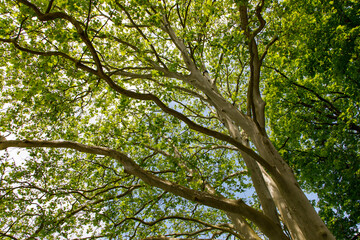 green leaves in the forest