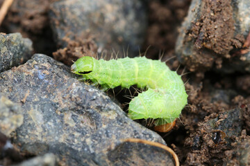 A green caterpillar crawls between the stones. Agricultural pest. Selective focus.