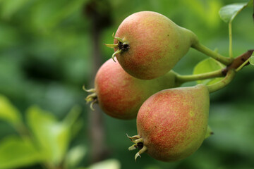 Small  pear on a tree branch. Pear branch with young fruits (ovaries). Summer time in the orchard. Selective focus.