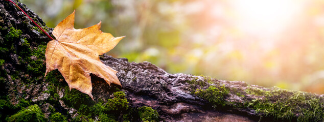 Dry autumn maple leaf on a stump in the forest