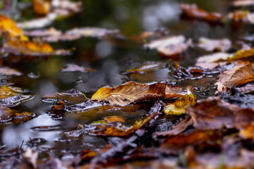 Fototapeta premium Fallen leaves in a dark puddle water, autumn motif