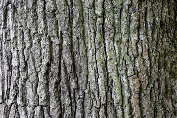 bark of a tree