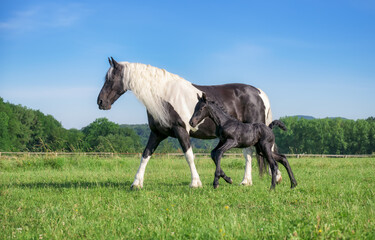 Cute young foal, three days old, running alongside of its dam, warmblood horse baroque type, barock pinto, in a green grass meadow with blue sky, Germany 
