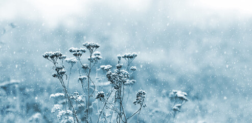Winter Christmas background. Snow-covered dry plants on a blurred background during a snowfall