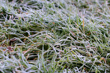 Green grass covered with white frost, the first frost