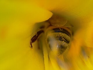 Honey Bee in the calyx, Honigbiene im Blütenkelch