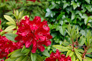 red flowers in the garden