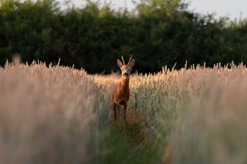 Funny roe deer in the wheat © Kozma