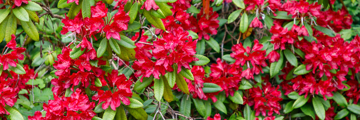 Obraz premium red flowers and green leaves