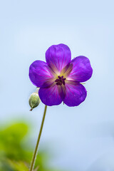 Closeup of the flower of perennial Geranium Rozanne isolated against blue background © Chris Lawrence
