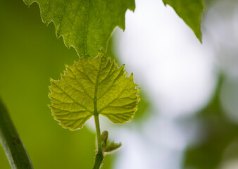 Fresh Green Grape Leaf on isolated natural Background. grapevine, tender young leaf. green vine leaves. growing in the garden, close-up, place for text