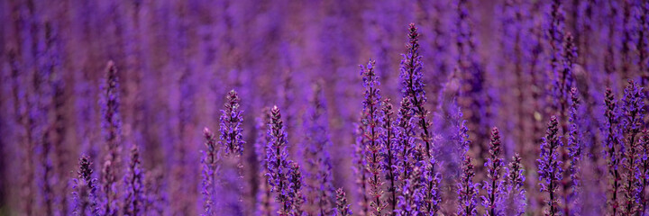 Panorama of flowers of perennial Salvia nemorosa 'Caradonna' in summer © Chris Lawrence