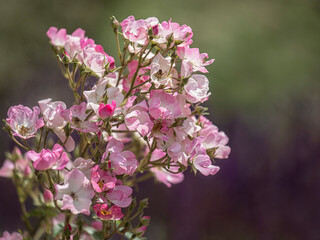 Close up of flowers of Rose Rosa 'Ballerina' in summer