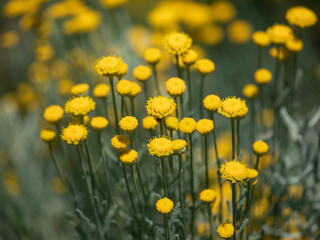 Close up of Santolina chamaecyparissus flowers in summer