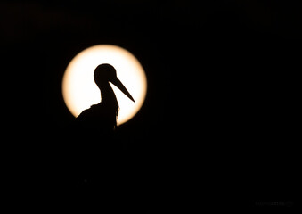 White stork silhouette with full moon in the background