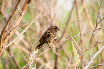 Closeup of Juvenile Red Winged Blackbird sitting on a branch.