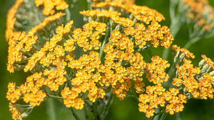 Close up of flowers of Achillea 'Inca Gold' in summer