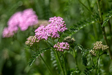 Close up of the flowers of Achillea millefolium 'Cerise Queen' in summer