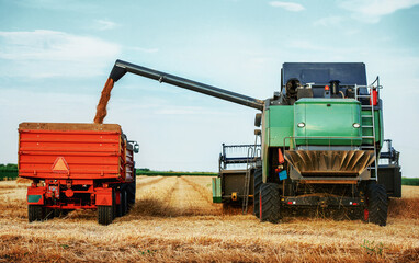 Fototapeta premium Harvesting campaign. Combine and tractor in the wheat field during the harvest. Agricultural concept