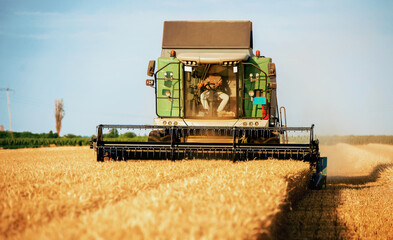 Fototapeta premium Harvesting campaign. Combine in the wheat field during the harvest. Agricultural concept