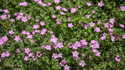 flowers of Geranium 'Mavis Simpson' in summer
