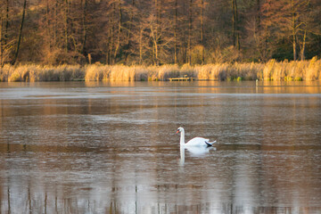 white swan swims in a lake. swan on the river, autumn background, with yellow leaves on a beautiful autumn, sunny day. wild bird in nature, natural habitat. space for text