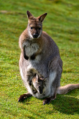 Red-necked wallaby or wallaby of Bennett (Macropus rufogriseus) and its joey in the pocket