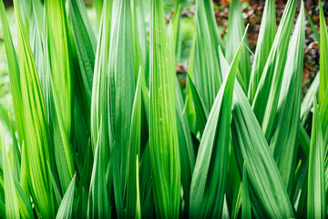 green grass background