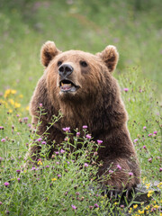 Obraz na płótnie Canvas Portrait d'ours brun dans la végétation en fleurs
