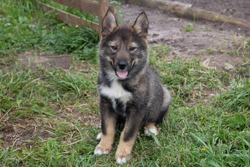 A husky puppy. A small Siberian husky puppy, brown color.