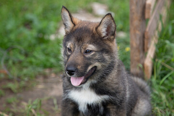 A husky puppy. A small Siberian husky puppy, brown color.