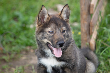 A husky puppy. A small Siberian husky puppy, brown color.