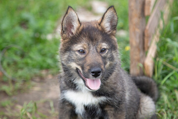 A husky puppy. A small Siberian husky puppy, brown color.